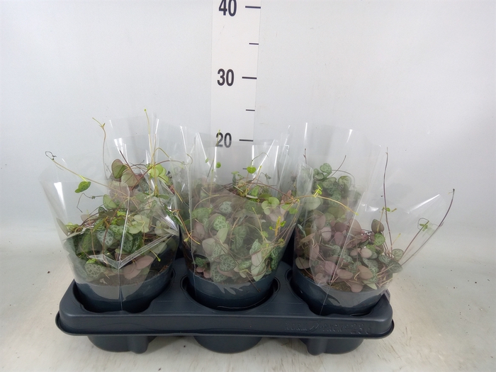 <h4>Ceropegia woodii ssp. woodii</h4>