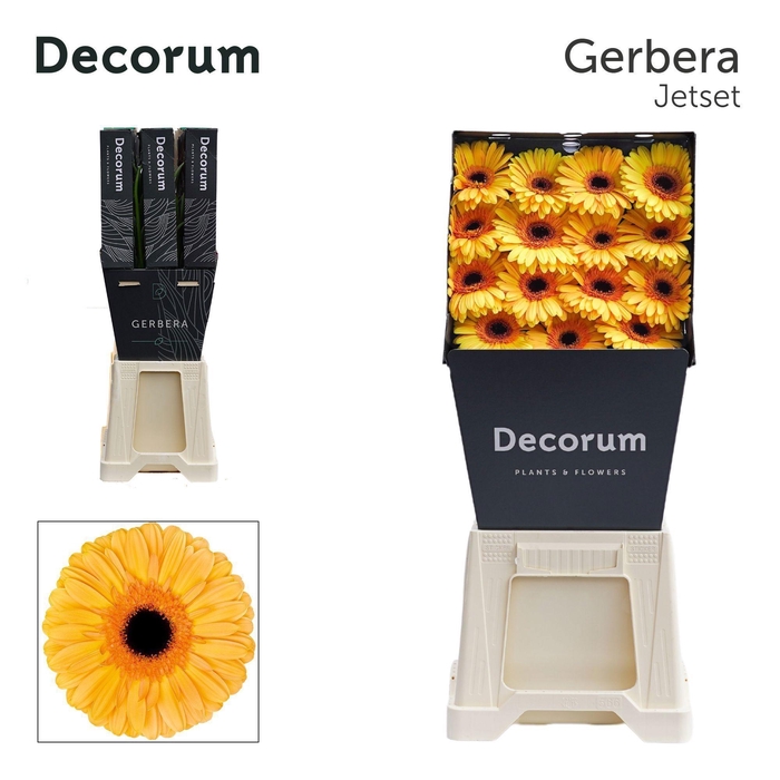 <h4>GE GR JETSET</h4>