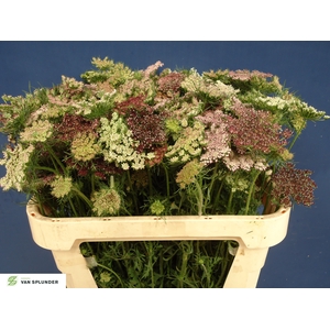 DAUCUS CAROTA DARA