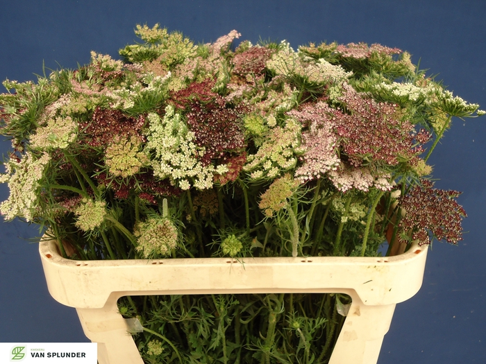 <h4>DAUCUS CAROTA DARA</h4>