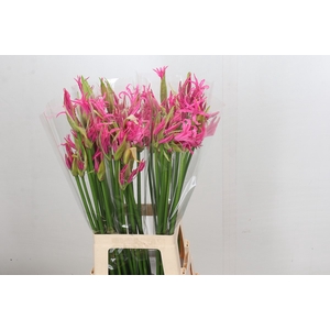 Nerine Candy Crush