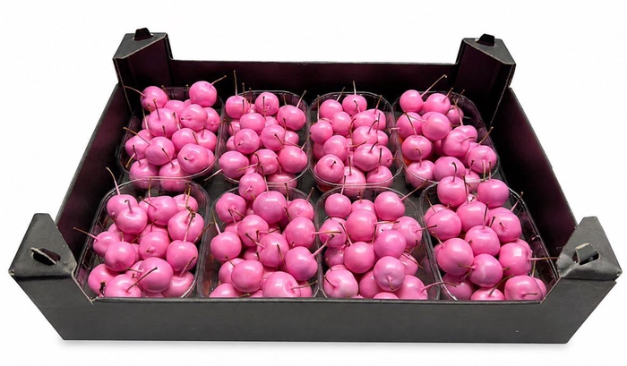 <h4>Waxmalus Pinkrose</h4>