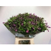 Phlox P Lollipink