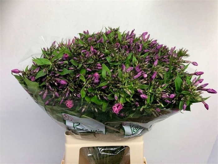 Phlox P Lollipink