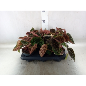 Begonia BD ferox