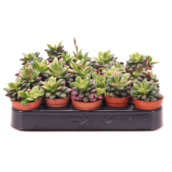 <h4>Anacampseros sunrise 5,5 cm</h4>