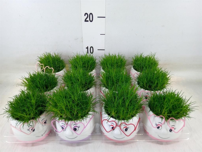 <h4>Arr. Kamerplant Groen L%</h4>