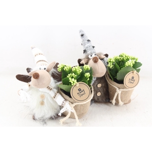 arr2 PL - Rendier kl. mix - wit