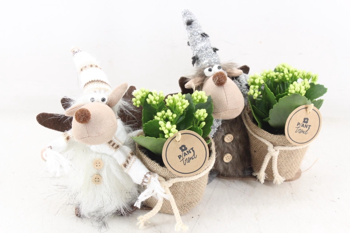 <h4>arr2 PL - Rendier kl. mix - wit</h4>