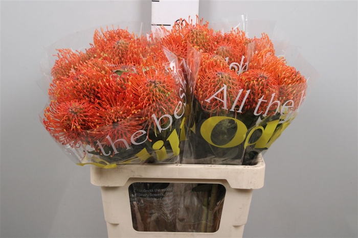 <h4>Leuco Ayoba Mandarin Zest</h4>