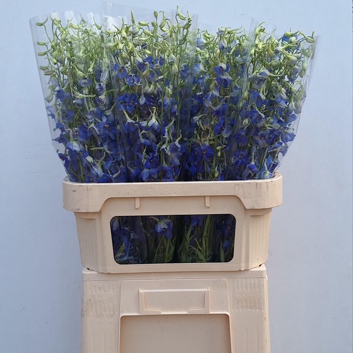 <h4>DELPH EN VOLKERFRIED</h4>