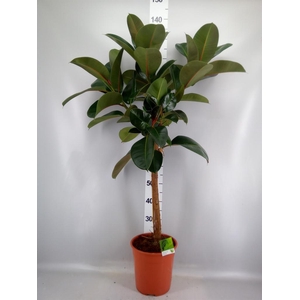 Ficus   ...