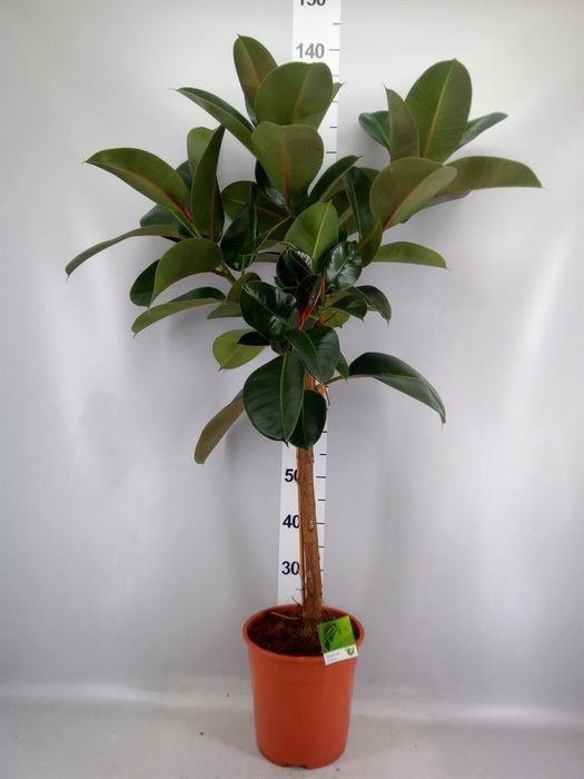<h4>Ficus   ...</h4>