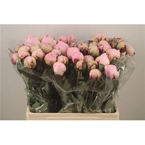 Paeo L Reine Hortens