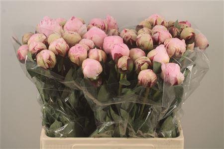 <h4>Paeo L Reine Hortens</h4>