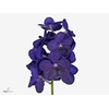 Vanda Tayanee Blue X25