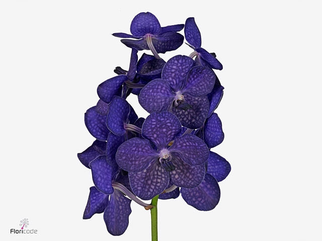 Vanda Tayanee Blue X25