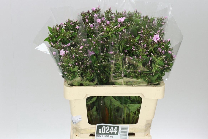 <h4>Phlox P Sweet Lexy Pink</h4>
