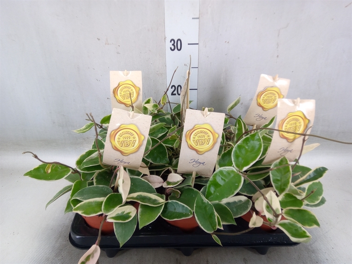 <h4>Hoya carnosa 'Krimson Queen'</h4>