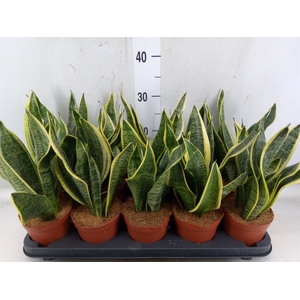 Sansevieria trifa. 'Futura Superba'