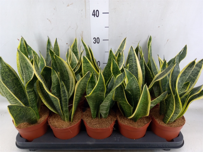 <h4>Sansevieria trifa. 'Futura Superba'</h4>