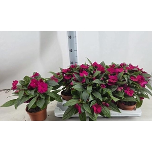 IMPAT CEL PURPLE