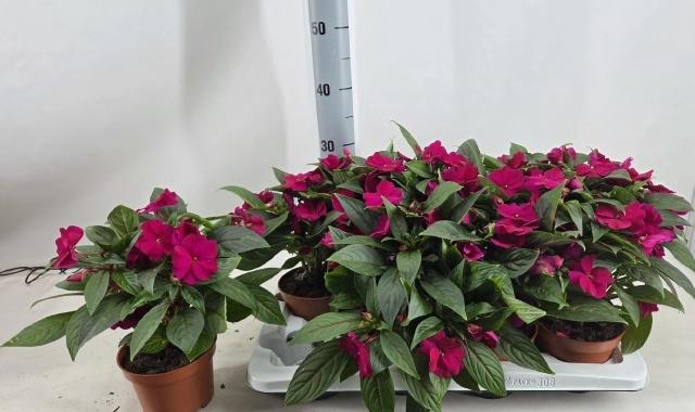 <h4>IMPAT CEL PURPLE</h4>