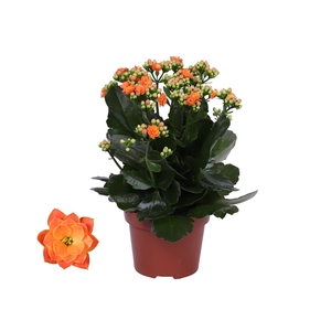 Kalanchoe Rosalina 12cm Don Pedro oranje, Zonder hoes