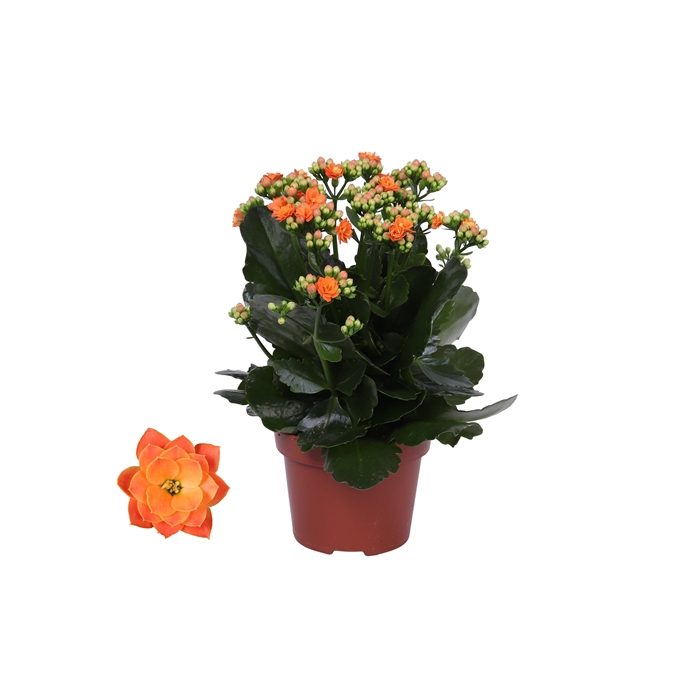 <h4>Kalanchoe Rosalina 12cm Don Pedro oranje, Zonder hoes</h4>