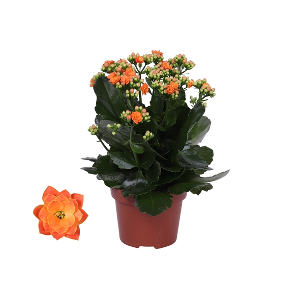 <h4>Kalanchoe Rosalina 12cm Don Pedro oranje, Zonder hoes</h4>