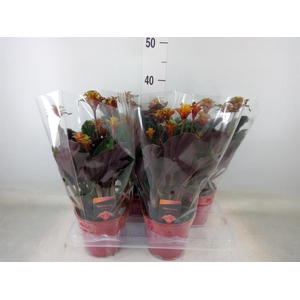 Calathea crocata 'Maravida'