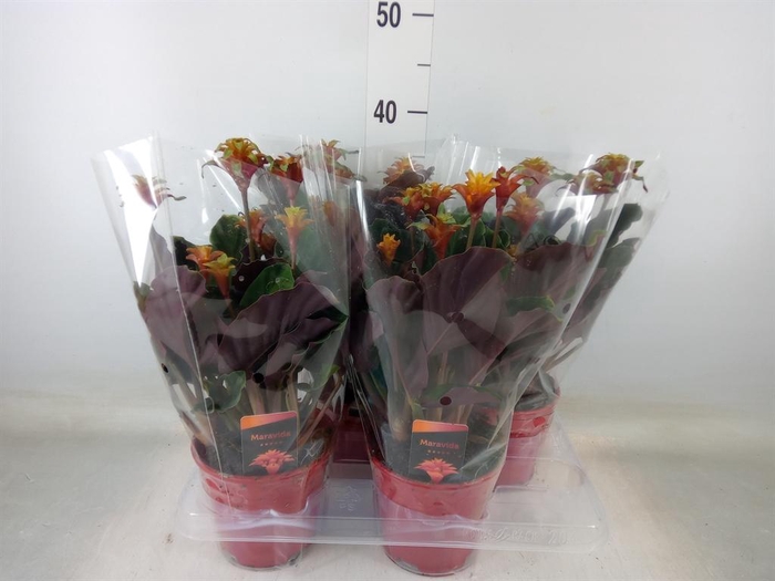 <h4>Calathea crocata 'Maravida'</h4>