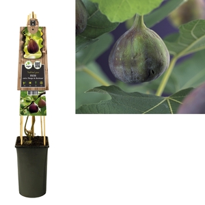 Ficus carica 'Rouge de Bordeaux' 3.0 label