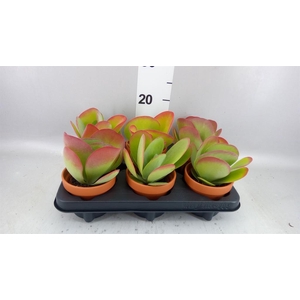 Kalanchoe NF thyrsiflora