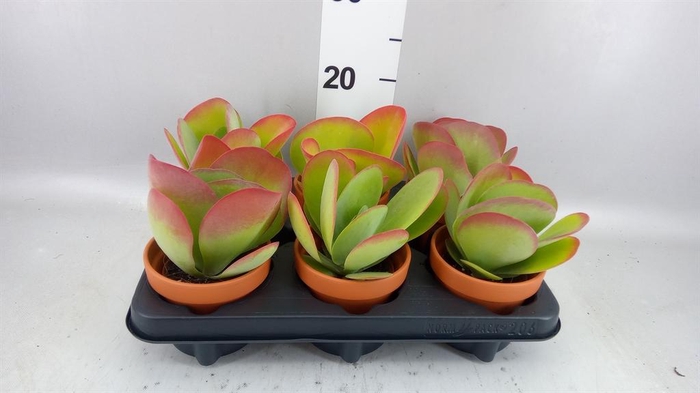 <h4>Kalanchoe NF thyrsiflora</h4>