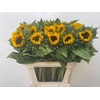 Helianthus
