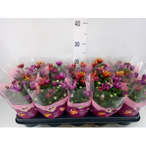 Chrysanthemum 'Artistic Jeff' .mix