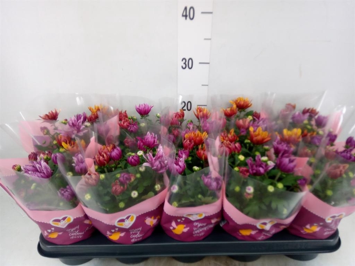 <h4>Chrysanthemum  'Artistic Jeff' .mix</h4>