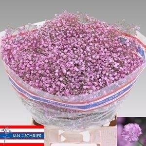 <h4>GYPS PA MY PINK</h4>