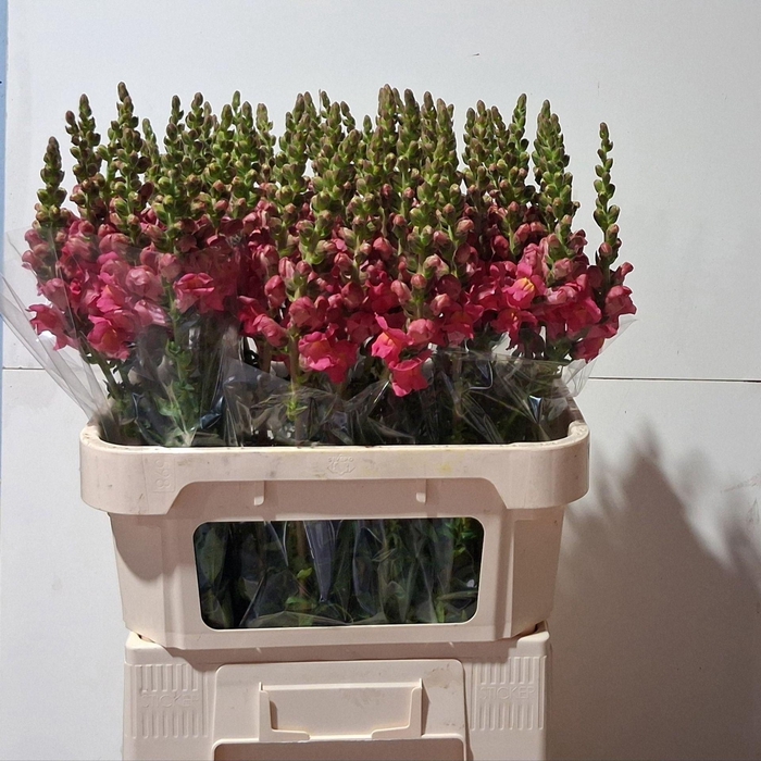 <h4>ANTIR POTOMAC ROSE ANTIR POTO ROSE</h4>