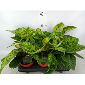 Homalomena  'Camouflage'
