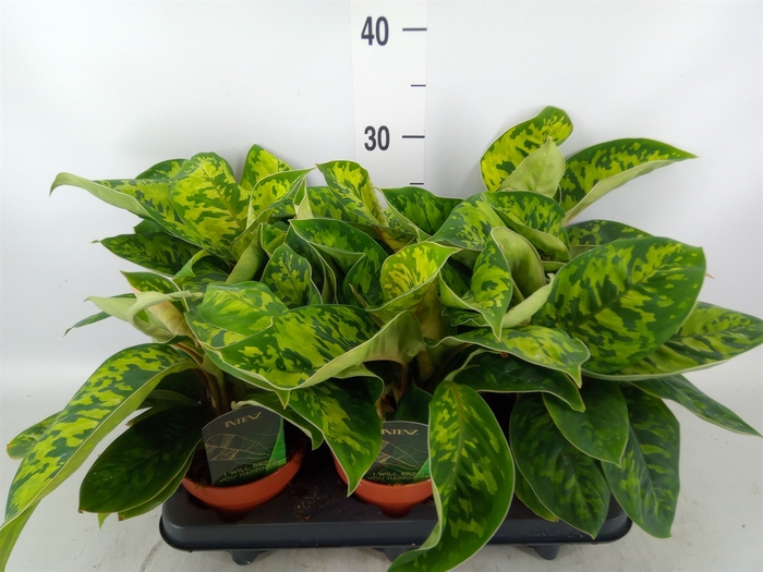 <h4>Homalomena  'Camouflage'</h4>