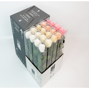 Rosa Preserved Stem 50cm Rainbow Mix Sunset Pink