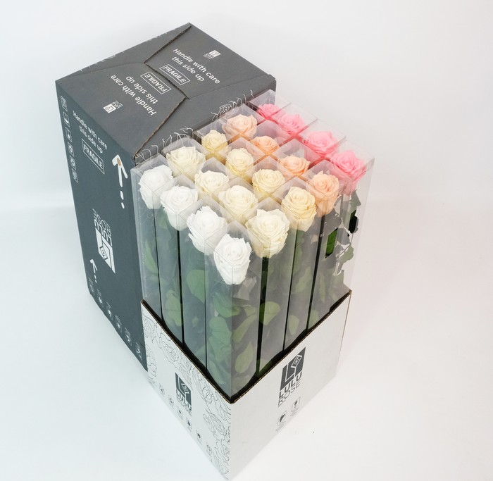 <h4>Rosa Preserved Stem 50cm Rainbow Mix Sunset Pink</h4>