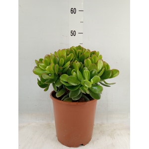 Crassula ovata