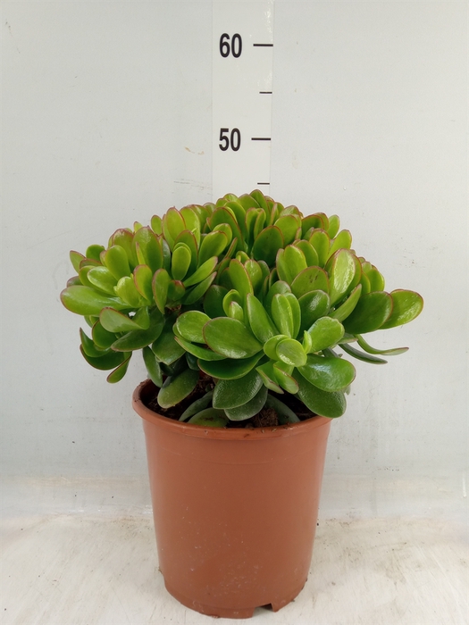 <h4>Crassula ovata</h4>