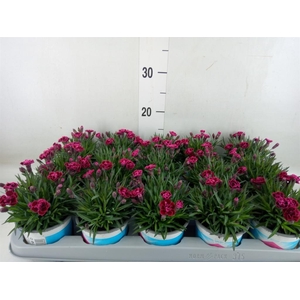 Dianthus  'Viva Magenta'