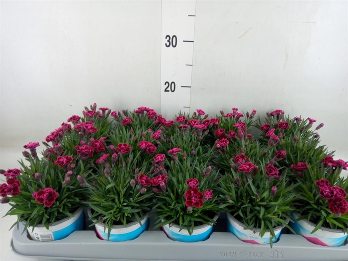 <h4>Dianthus  'Viva Magenta'</h4>