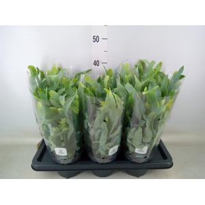 Phlebodium aureum 'Blue Star'