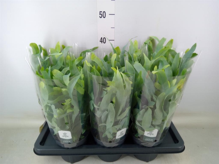 <h4>Phlebodium aureum 'Blue Star'</h4>